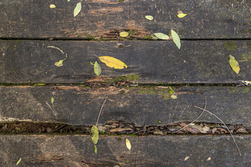 Close de tabuas de madeira velha deteriorada pelo tempo