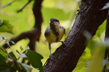 a small yellow bird on a branch of a plant