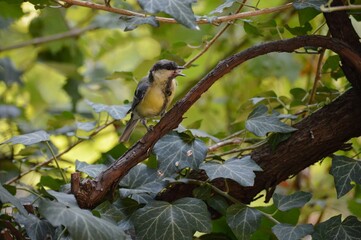 a small yellow bird on a branch of a plant