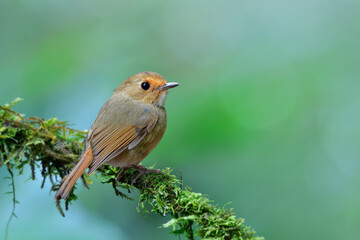 Rufous-browed flycatcher (Anthipes solitaris) little chubby brown bird charmly perching on mossy branch