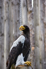 an eagle with a yellow beak sits and looks back