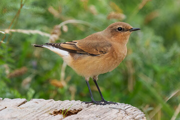 Wheatear