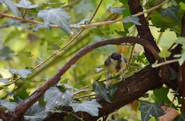 a small yellow bird on a branch of a plant