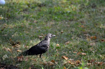 a black bird with an injured leg