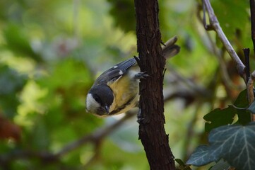 a small yellow bird on a branch of a plant