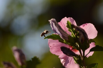 a bee in flight towards a pink flower