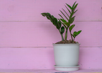 The plant in the white pot is a house air purifier placed on a pink wooden table. Refreshing ideas for home and home decoration 