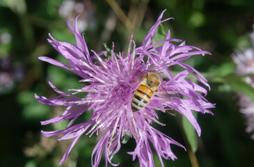 Bine auf einer Blüte