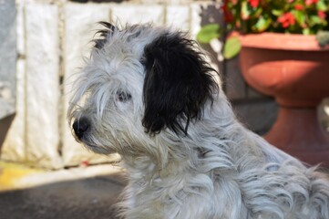black and white tufted dog