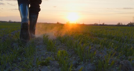Farmer walks through a young wheat green field during sunset. Bottom view of a man walking in rubber boots in a farmer's field at sunset. Human walking on agriculture field © Valua Vitaly