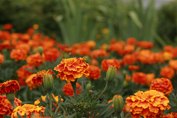 marigold flower in the garden in the sunset rays with a drop of dew, flower bed in a country house with a beautiful flower