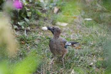 the colorful bird found food and ate on the grass