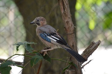colorful jays stand on a tree
