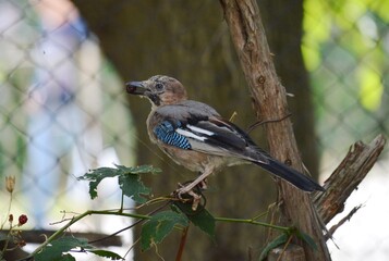 colorful jays stand on a tree and eat blackberries