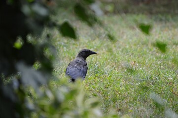 a black crow searches for food on the grass