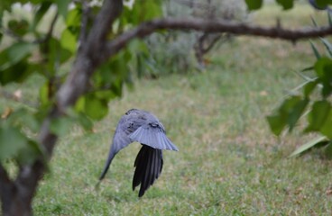 a black crow spreads its wings to fly