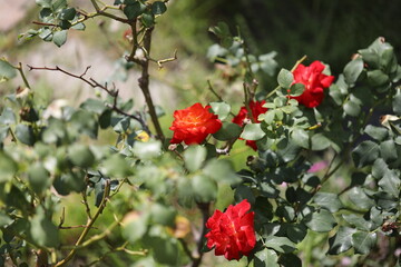 Obraz premium Rosier