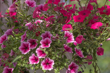 Stunning home grown purple, pink petunia flowers in spectacular bright view, desktop background. 