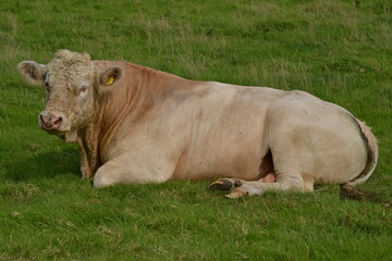 Irish Beef, Ireland