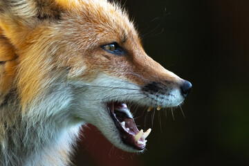 Side profile of a wild red fox seen in outdoor environment with dark background, charasmatic mouth open. 