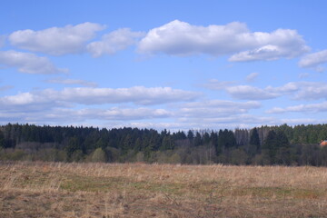 forest in the autumn