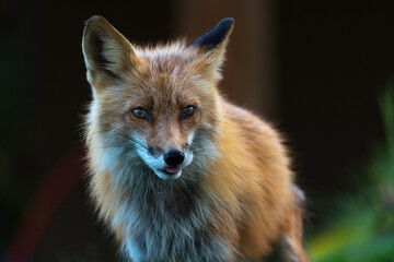 Wild red fox looking at camera in summer time with black, brown, green background. 
