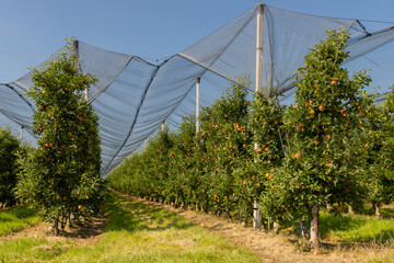 Netting over apple orchard with blue sky