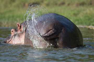Wild hippopotamus also called the hippo, common hippopotamus or river hippopotamus