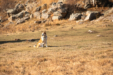 dog in the mountains