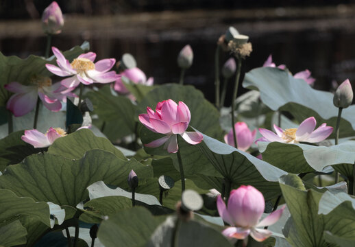 Water lily, nenuphar or lotus blossom pond.