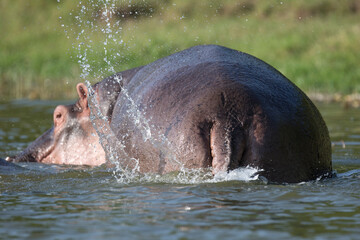 Fototapeta premium Wild hippopotamus also called the hippo, common hippopotamus or river hippopotamus