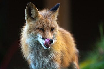 Fototapeta premium Wild red fox seen licking with its tongue around mouth in summer time with black, brown, green background. 