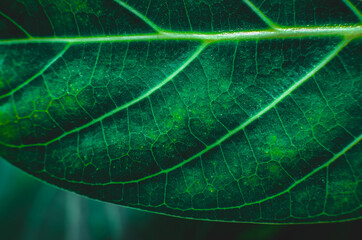 Green leaf close up. Flora. Vegetation. Green texture