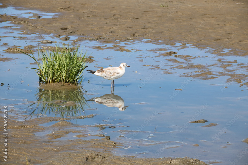 Wall mural möwe stehlt in pfütze im watt der nordsee bei ebbe