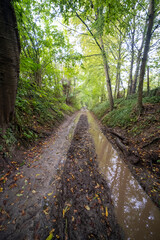Tracks through the forest near Berg en Terblijt