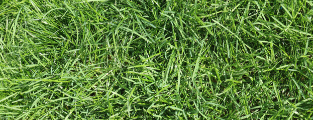 Natural green background. Dense field grass.