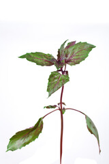Fresh purple basil leaves isolated on a white background.