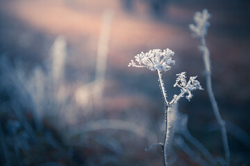Frosted plants in winter forest at sunrise. Beautiful winter nature background. Macro image, shallow depth of field. - obrazy, fototapety, plakaty