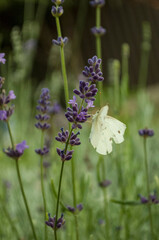flowers in the garden