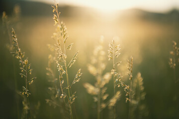 Grünes Gras im Sommerwald bei Sonnenuntergang. Makrobild, geringe Schärfentiefe. Abstrakter Sommernaturhintergrund. © smallredgirl