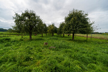 Agricultural fields outside Maastricht, The Netherlands