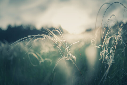 Wild feather grass in a forest at sunset. Macro image, shallow depth of field. Abstract summer nature background.