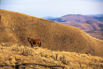 horses in the mountains