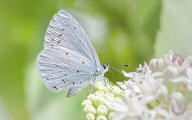 Mariposa azul en una flor