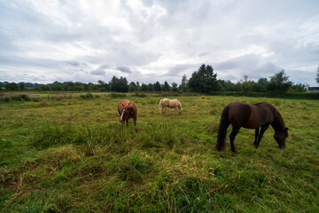 Fototapeta na wymiar Horses in a field near Maastricht