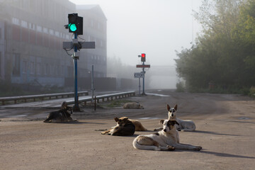 A pack of dogs basks in the rays of the rising sun. The dog is lying on the road. There is a thick...