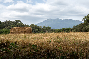 Campo con balas de paja