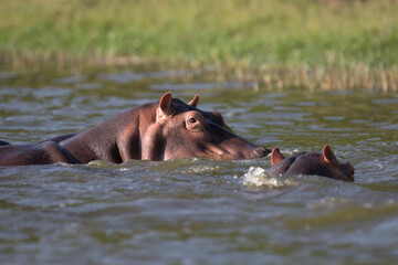 Wild hippopotamus also called the hippo, common hippopotamus or river hippopotamus