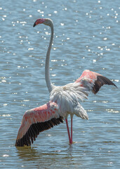 Flamenco tomando el sol