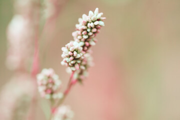White and pink wild field flowers macro blurred background, beautiful spring or summer nature detail card